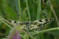 Melanargia galathea