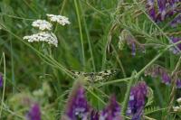 Melanargia galathea