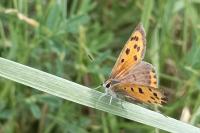 Lycaena phlaeas