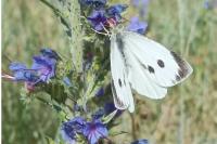 Pieris brassicae