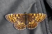 Melitaea athalia