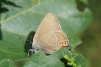 Satyrium ilicis