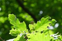Quercusia quercus