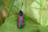 Zygaena trifolii