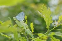 Celastrina argiolus