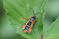 Pyropteron chrysidiforme