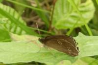 Aphantopus hyperantus