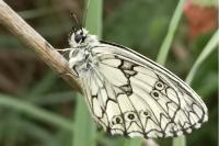 Melanargia galathea