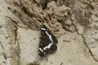 Limenitis camilla