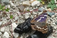 Apatura ilia