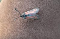 Zygaena sarpedon