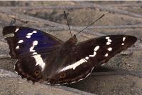 Apatura iris