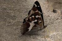 Apatura iris