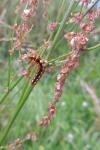 Acronicta rumicis