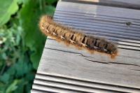 Lasiocampa quercus