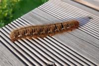 Lasiocampa quercus