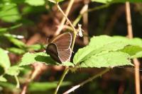 Aphantopus hyperantus