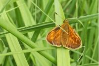 Ochlodes sylvanus