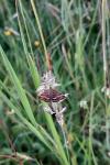 Pyrausta despicata