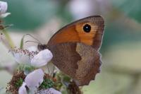 Maniola jurtina