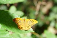Argynnis paphia