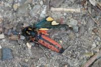 Callimorpha dominula
