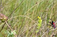 Zygaena sarpedon