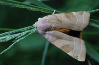 Noctua fimbriata