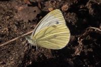 Pieris napi
