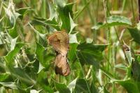 Maniola jurtina