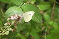 Pieris brassicae