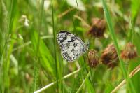 Melanargia galathea