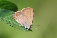 Satyrium ilicis