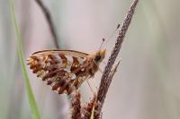 Boloria dia