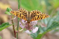 Boloria dia