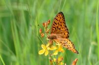 Speyeria aglaja