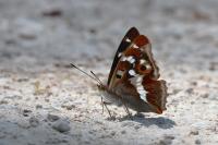 Apatura iris