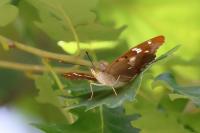 Apatura ilia