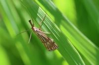 Chrysocrambus linetella