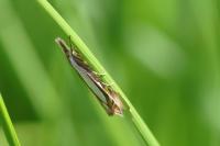 Crambus pascuella