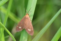 Dysauxes ancilla