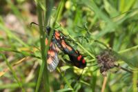 Zygaena trifolii