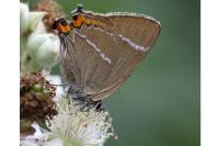 Satyrium w-album