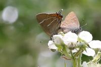 Satyrium w-album