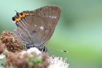 Satyrium w-album