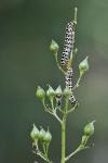 Cucullia scrophulariae