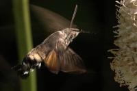 Macroglossum stellatarum