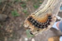 Lymantria dispar
