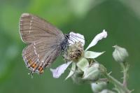 Satyrium ilicis
