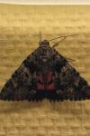 Catocala promissa
